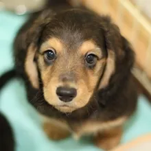 パック（Mix:男の子）