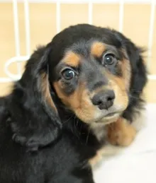 バロン（Mix：男の子）