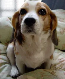 でこりん（ビーグル:女の子）