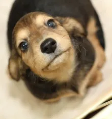 がっちゃん（Mix:女の子）