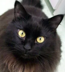 クロ（Mix:男の子）